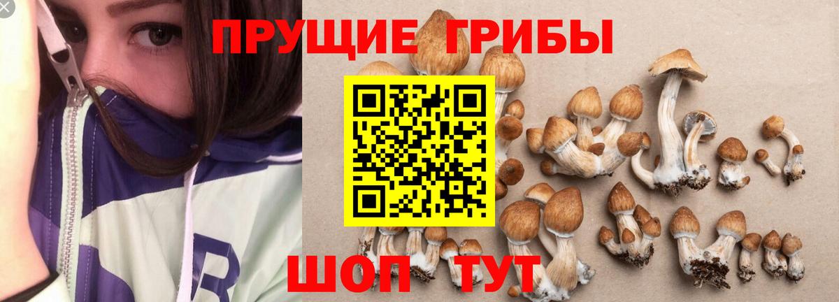 Псилоцибиновые грибы Cubensis Кувандык